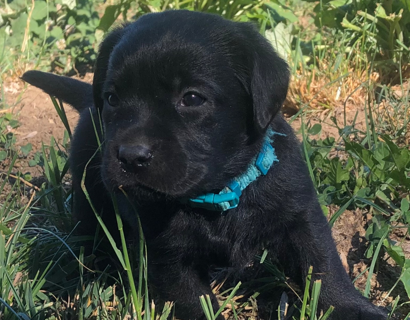 By Champs'Or - Chiots disponibles - Labrador Retriever