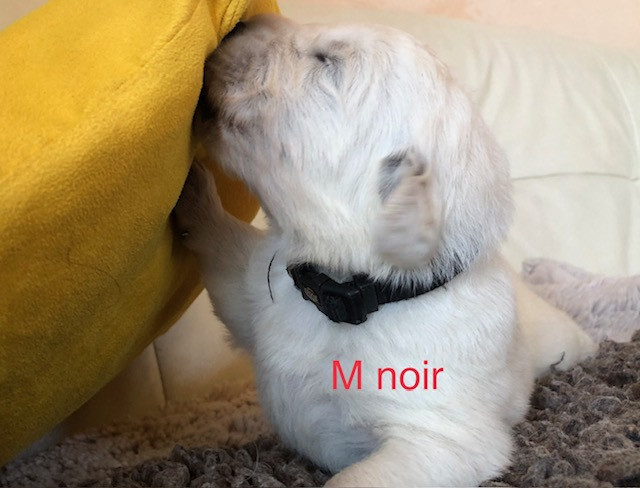 By Champs'Or - Chiots disponibles - Berger de Podhale - Tatra