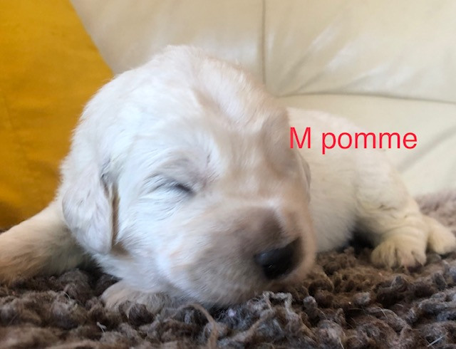 By Champs'Or - Chiots disponibles - Berger de Podhale - Tatra