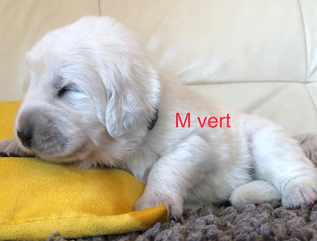 By Champs'Or - Chiots disponibles - Berger de Podhale - Tatra