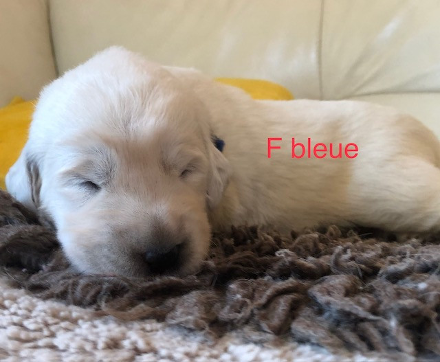 By Champs'Or - Chiots disponibles - Berger de Podhale - Tatra