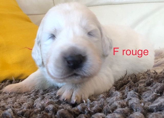 By Champs'Or - Chiots disponibles - Berger de Podhale - Tatra