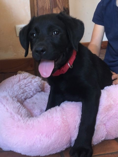 By Champs'Or - Chiots disponibles - Labrador Retriever