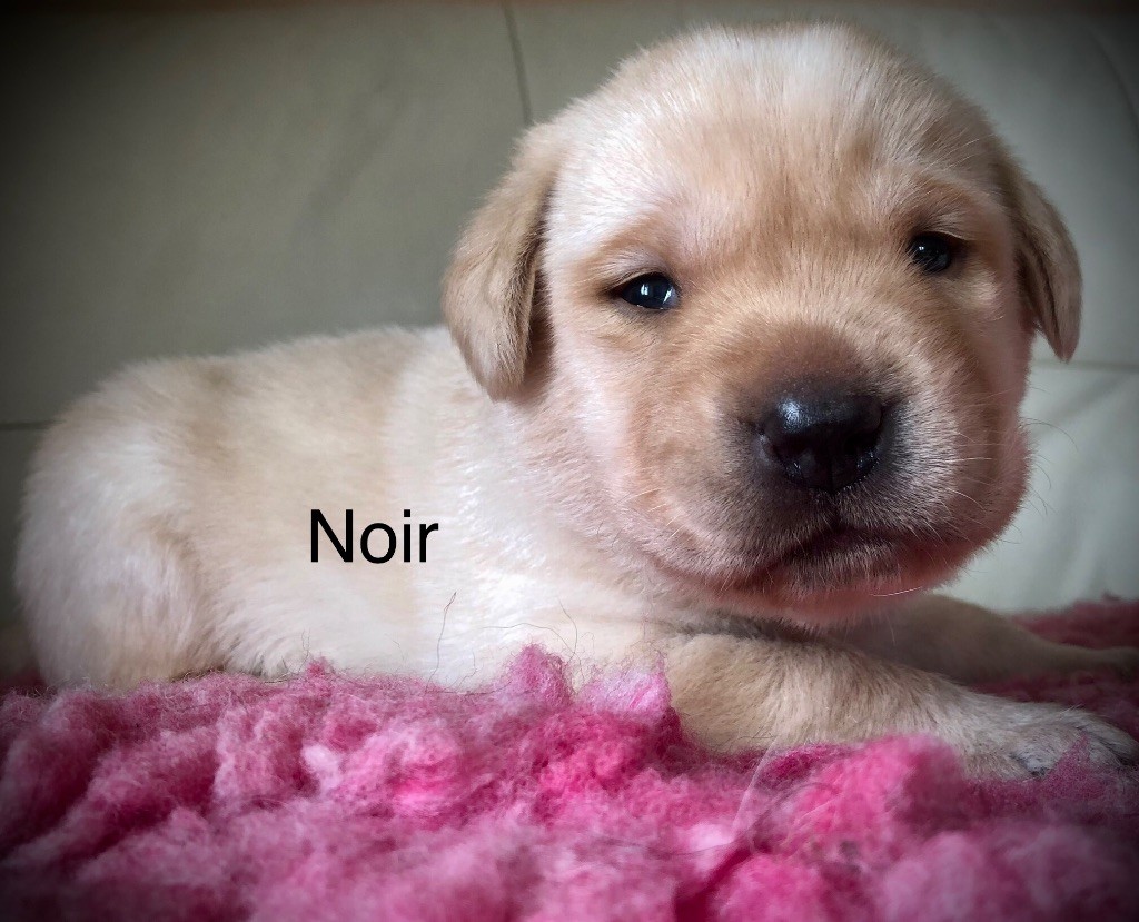 By Champs'Or - Chiots disponibles - Labrador Retriever