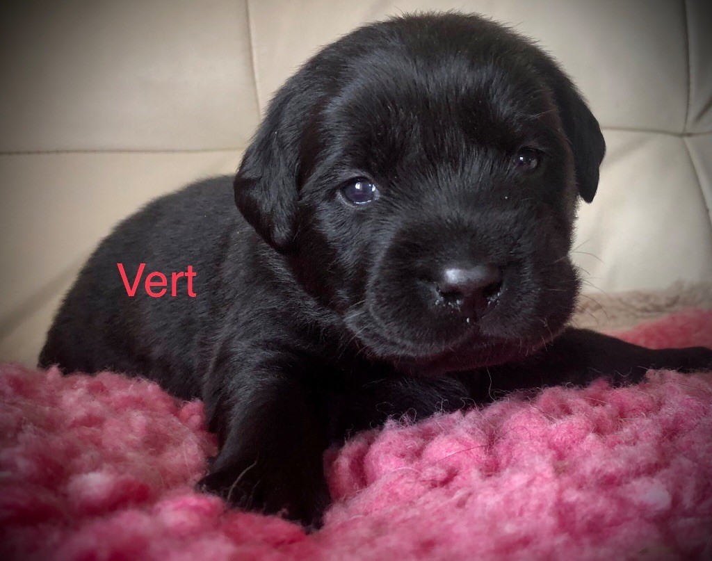 By Champs'Or - Chiots disponibles - Labrador Retriever