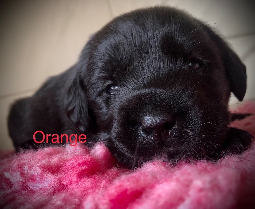 By Champs'Or - Chiots disponibles - Labrador Retriever