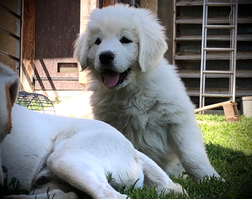 By Champs'Or - Chiots disponibles - Berger de Podhale - Tatra