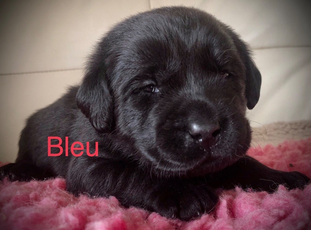 By Champs'Or - Chiots disponibles - Labrador Retriever