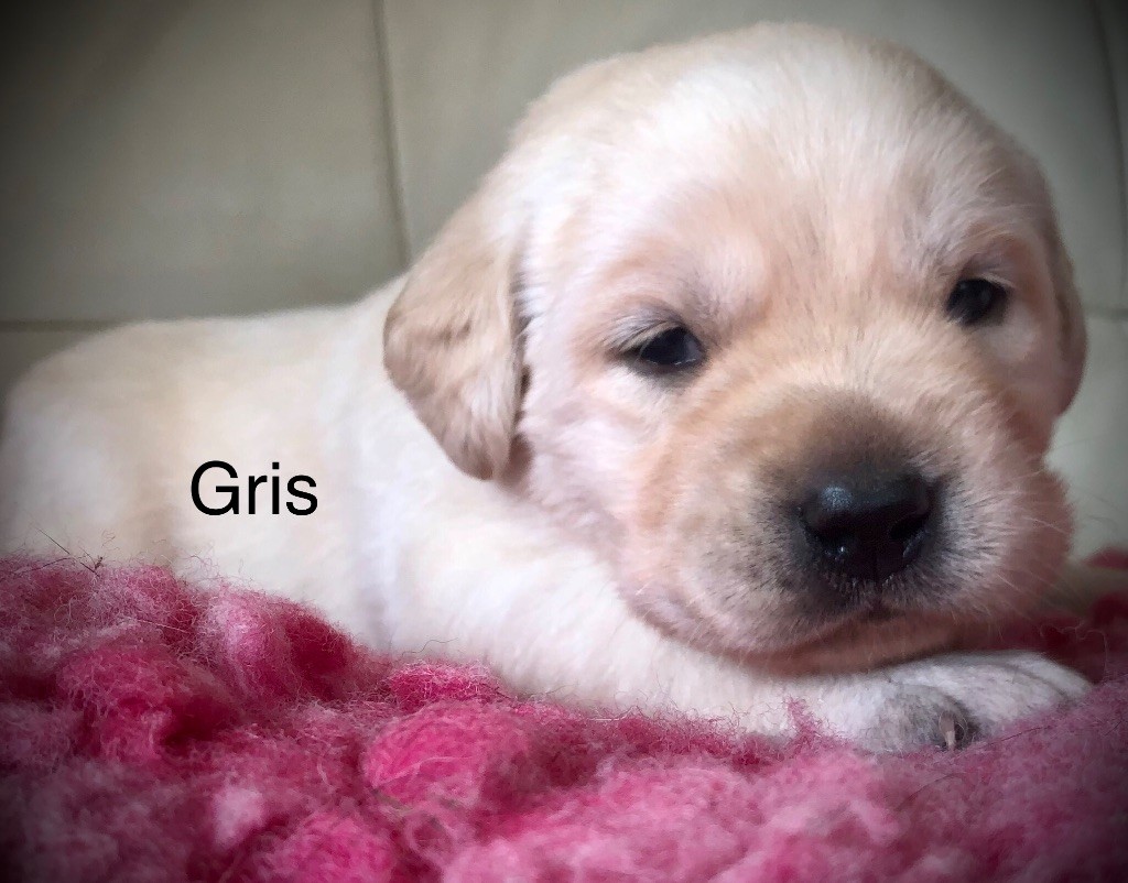 By Champs'Or - Chiots disponibles - Labrador Retriever