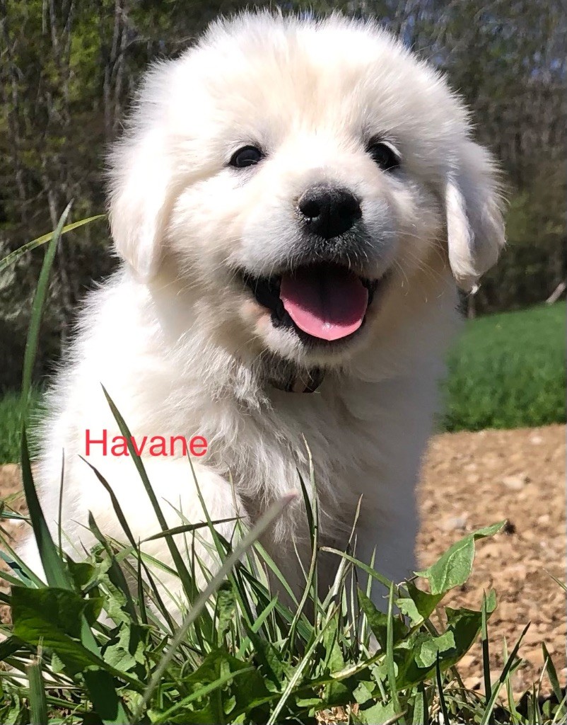By Champs'Or - Chiots disponibles - Berger de Podhale - Tatra