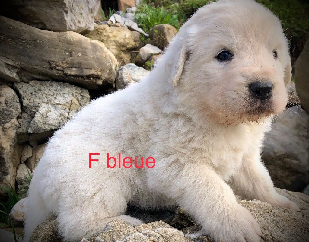 CHIOT