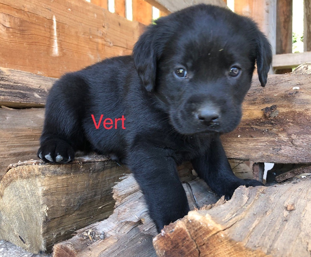 By Champs'Or - Labrador Retriever - Portée née le 14/05/2025
