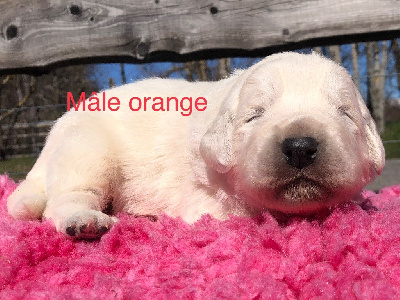 CHIOT