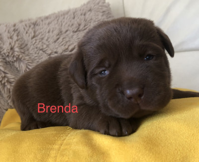 Brenda