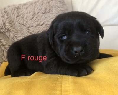 Chiot N°3
