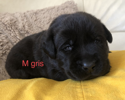 Chiot N°5