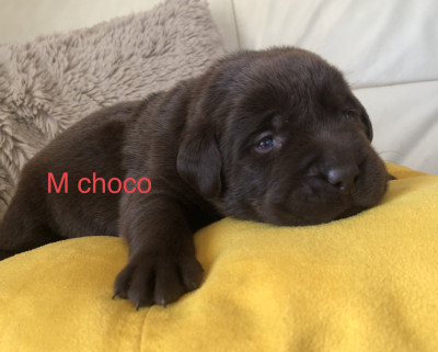 Chiot N°7