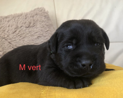 Chiot N°8