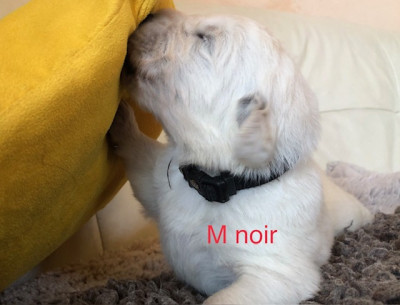 M noir