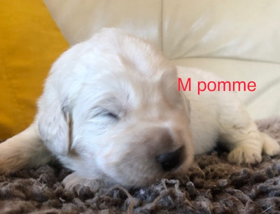 M pomme