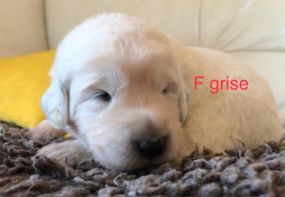 F grise
