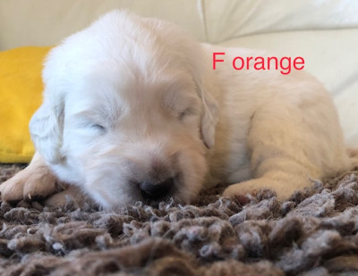 F orange