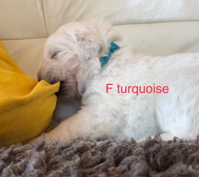 F turquoise