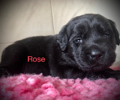 CHIOT 