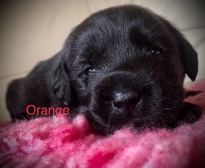CHIOT 