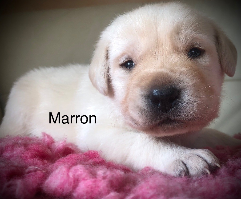 By Champs'Or - Chiots disponibles - Labrador Retriever