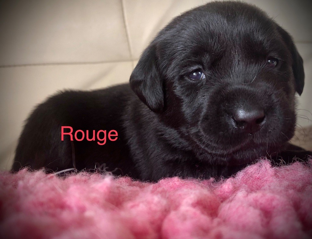 By Champs'Or - Chiots disponibles - Labrador Retriever